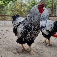 ویاندوت سیلور فقط جوجه