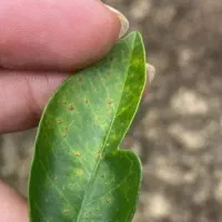 روز حسابدار