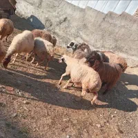 ۱۰ راس گوسفند شیره دار و ۲ راس خرت شیره دار|حیوانات مزرعه|مریوان, |دیوار