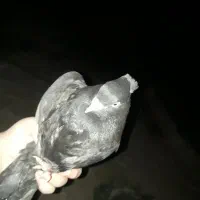 کبوتر زاغ طوقی