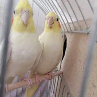 عروس هلندی لوتینو|پرنده|اردکان, |دیوار