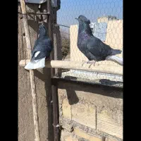 کبوتر دم‌سفید کفتر