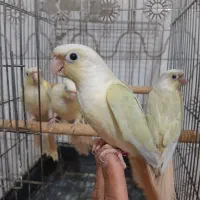 ۲عدد گرینچیک مونچیک  تازه دونخور