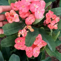 کاکتوس طبیعی