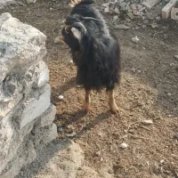 بزغاله ماده