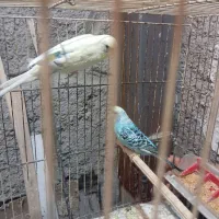 معا وضع نیستم