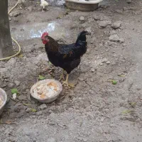 فروش یک عدد خروس سیاه