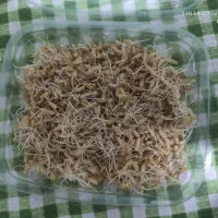 جوانه گندم خام و پودر جوانه گندم خالص