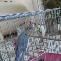 دوعدد عروس هلندی