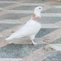 جوجه کبوتر طوقی پاک