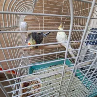 یک جفت عروس هلندی سالم و سرحال|پرنده|قزوین, |دیوار