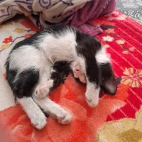 بچه گربه تاکسیدو