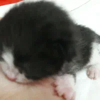 واگذاری گربه ده ماهه به نام تامی و سامی|گربه|نوشهر, |دیوار