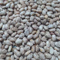 لوبیا چیتی بوجاری شده درجه یک