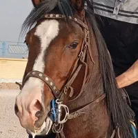 نریون کرد|اسب و تجهیزات اسب‌سواری|مهریز, |دیوار