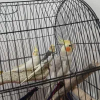 طوطی عروس اسماعیل اباد