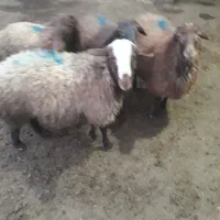 ۴ عدد بره نر