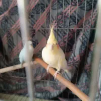 عروس هلندی ماده|پرنده|قزوین, |دیوار
