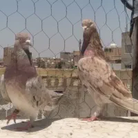 کفتر سرور .خال پیس عروسک