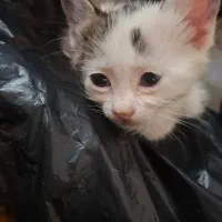 ۲ عدد گربه ۲ ماهه واگذاری رایگان