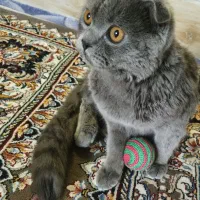 گربه اسکاتیش بلو|گربه|هشترود, |دیوار