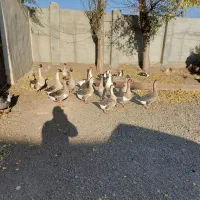 فروش قو غاز ارگانیک|حیوانات مزرعه|اردبیل, |دیوار