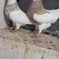 طوق کرمانی|پرنده|سی‌سخت, |دیوار