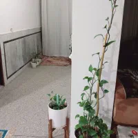 پتوس های زیبا وشاداب رونده