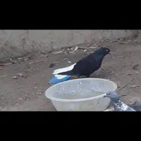 یه جفت دم سفید