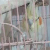 جفت عروس هلندی|پرنده|بافت, |دیوار