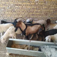 تعدادی بز مورسیاوچپش الپاین ومیش لاکن