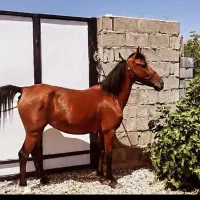 اسب مادیون پر خون|اسب و تجهیزات اسبسواری|سیسخت, |دیوار