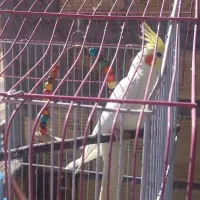 عروس هلندی|پرنده|شهرکرد, |دیوار