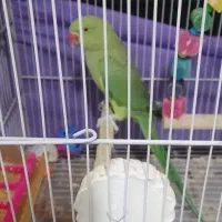 دوتا ملنگو نیمه دستی