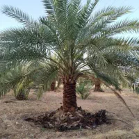 نخل با ریشه از زمین درمیارم میبرم