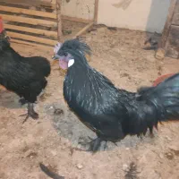 مرغ و خروس زینتی