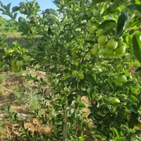 فروش-باغ-در-نورآباد-ممسنی-شاهون-روستای-جهرم