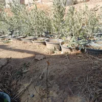 نهال زیتون زرد طارم