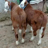 فروش گوساله جنس