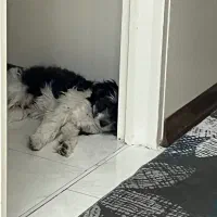 سگ شیتزو|سگ|تهران, افسریه جنوبی|دیوار