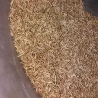 بهار نارنج
