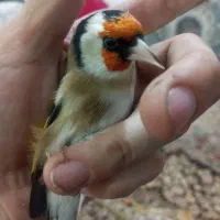 سهره نر دو ساله جفتی قناری