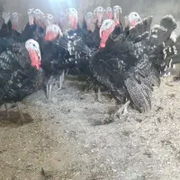 بوقلمون نر|حیوانات مزرعه|همدان, |دیوار