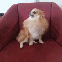 سگ پامرین خرسی