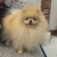 پامر خرسی جهت جفتگیری