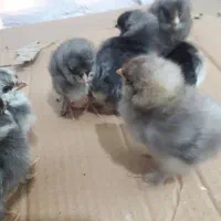 جوجه مرندی کوکو|حیوانات مزرعه|تبریز, |دیوار