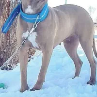 سگ پیتبول از بهترین نژاد|سگ|ابریشم, |دیوار