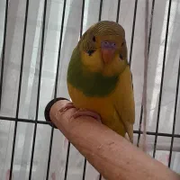 عروس هلندی و مرغ عشق|پرنده|فردیس, نسترن غربی|دیوار