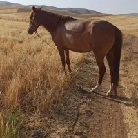 اسب کرد|اسب و تجهیزات اسبسواری|قلقل رود, |دیوار