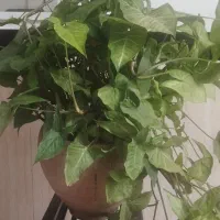 گل زیبا|گل و گیاه طبیعی|مهاباد (آذربایجان غربی), |دیوار